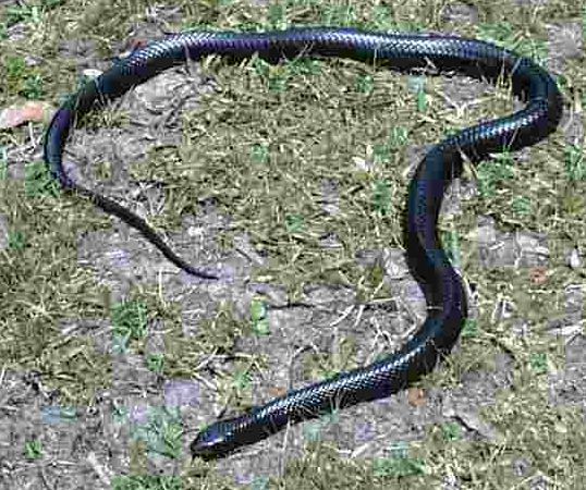 How many snakes are in central Florida?
